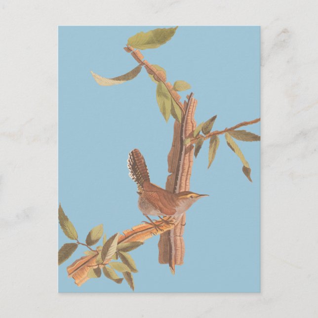 Postal Ave de la canción Wren Solitary de Audubon Bewick  (Anverso)