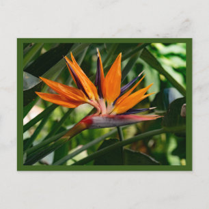 Postal Ave de la flor del paraíso