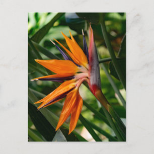 Postal Ave de la flor del paraíso.