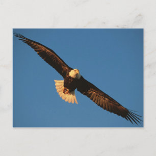 Postal Ave de presa, águila calva en vuelo, Kachemak
