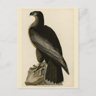 Postal Ave de Washington de los pájaros de América de Aud