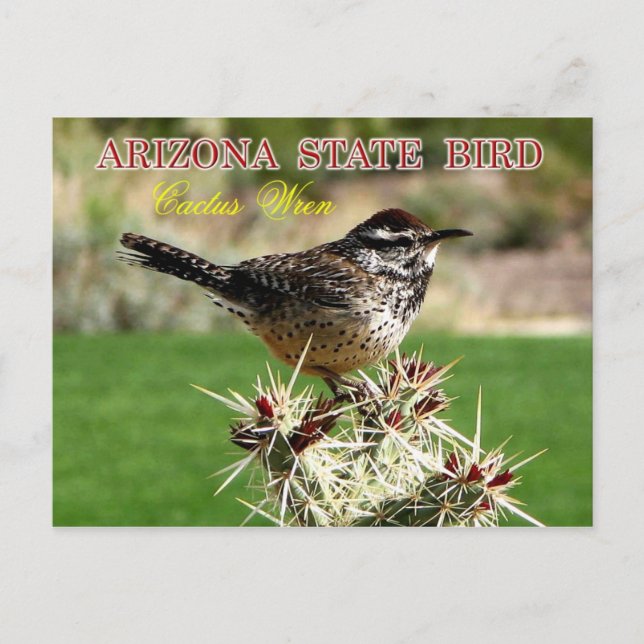 Postal Ave del Estado de Arizona - Cactus Wren (Anverso)