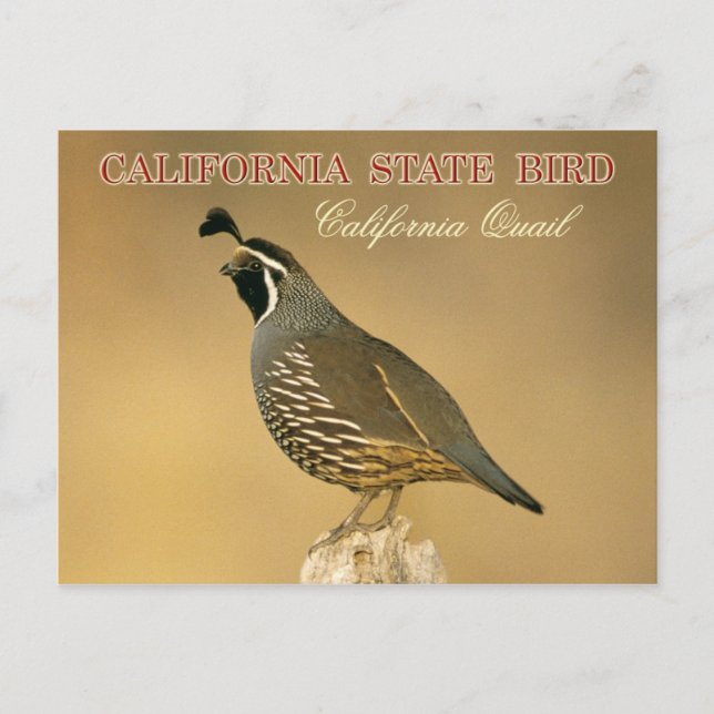 Postal Ave del estado de California - California Quail (Anverso)