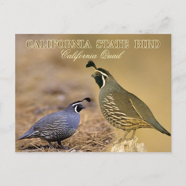Postal Ave del estado de California - California Quail (Anverso)