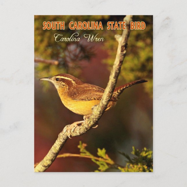 Postal Ave del Estado de Carolina del Sur: Carolina Wren (Anverso)