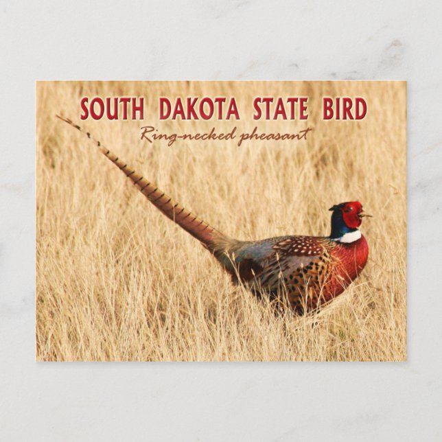 Postal Ave del estado de Dakota del Sur: Pheasant de cuel (Anverso)