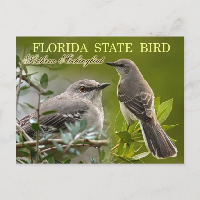 Postal Ave del estado de Florida - Mockingbird (Anverso)