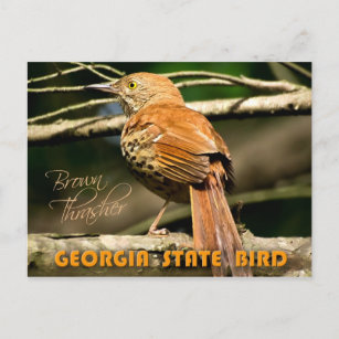 Postal Ave del estado de Georgia - Araña marrón
