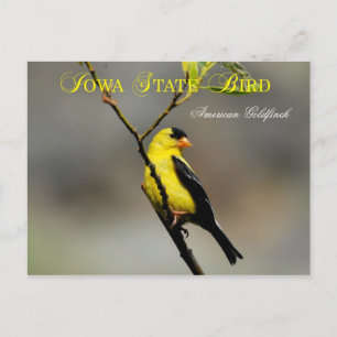 Postal Ave del Estado de Iowa - Goldfinch estadounidense