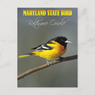 Postal Ave del estado de Maryland - Baltimore Oriole