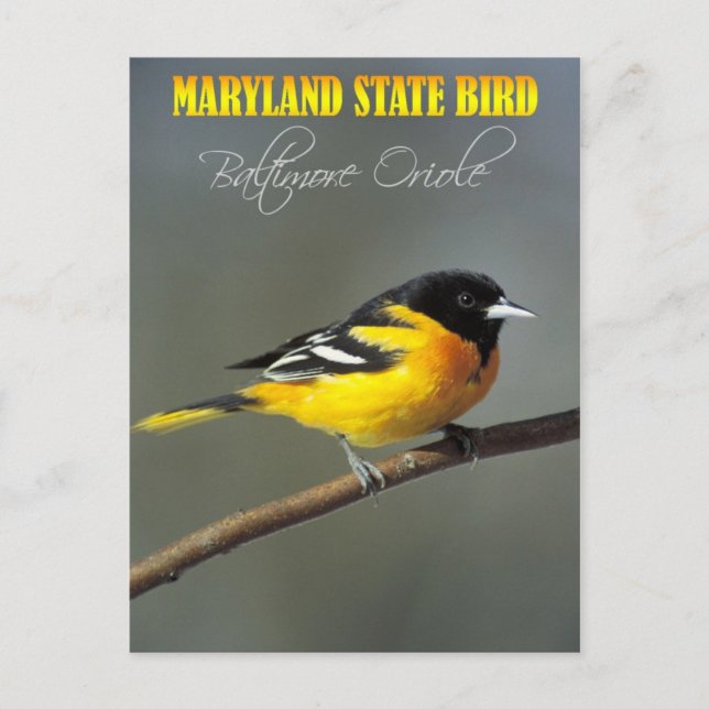 Postal Ave del estado de Maryland - Baltimore Oriole (Anverso)