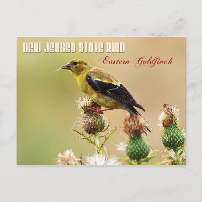 Postal Ave del estado de Nueva Jersey - Goldfinch Orienta (Anverso)