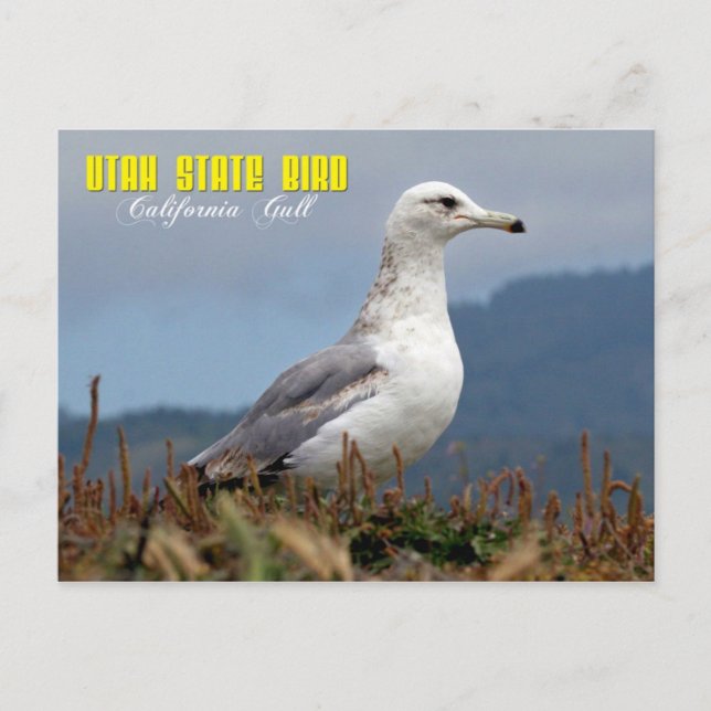 Postal Ave del Estado de Utah - Gaviota de California (Anverso)