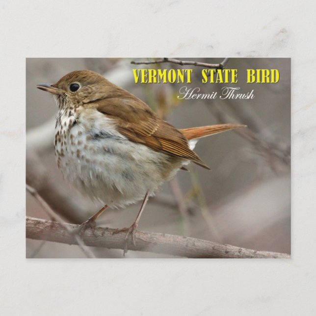 Postal Ave del estado de Vermont: Hermit Thrush (Anverso)