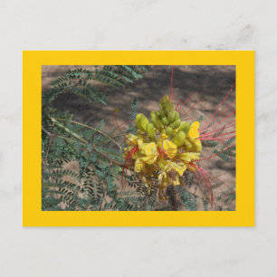 POSTAL AVE DEL PARAÍSO