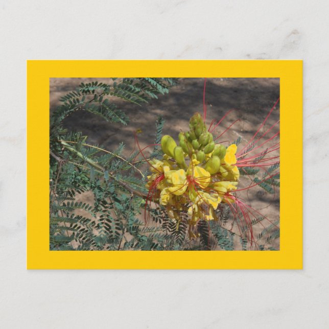 POSTAL AVE DEL PARAÍSO (Anverso)