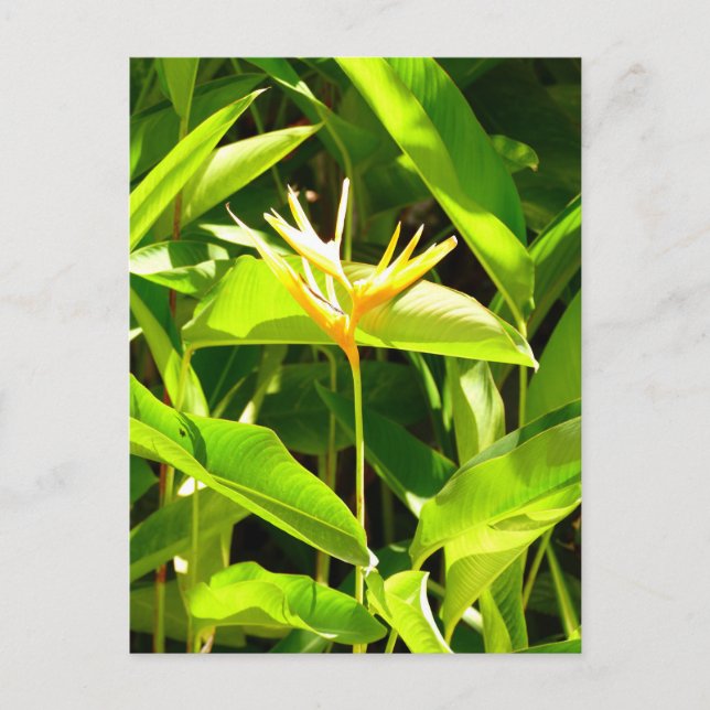 Postal Ave del paraíso (Anverso)