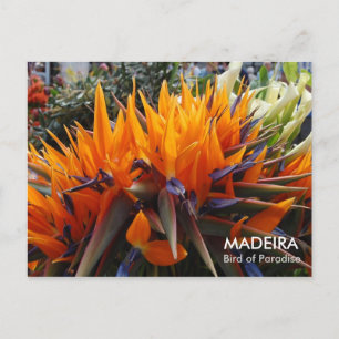 Postal Ave del paraíso, MADEIRA
