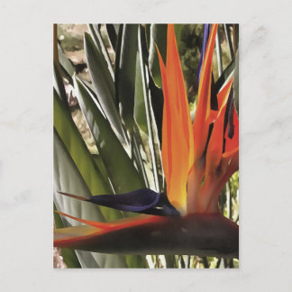 Postal Ave del Paraíso Strelitzia Reginae Acrílico Painti