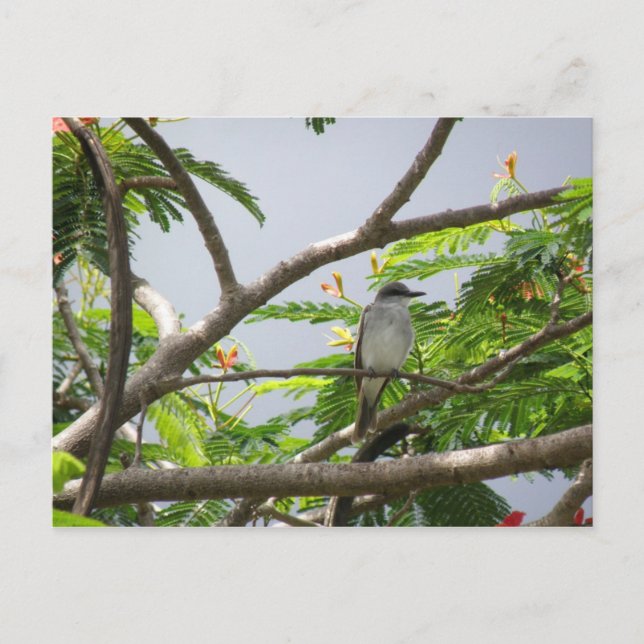 Postal Ave en cerrillos (Anverso)