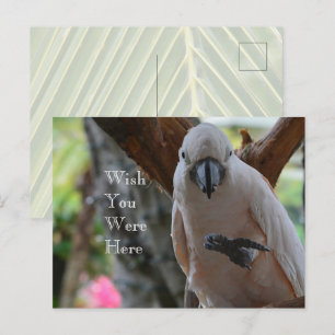 Postal Ave en Tree Kauai