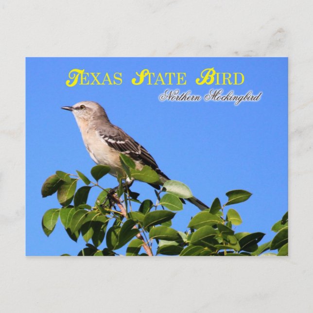 Postal Ave Estatal de Texas - Ave Mockingbird del Norte (Anverso)