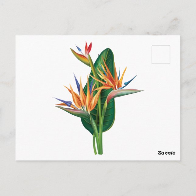 Postal ave exótica de la flor del paraíso (Reverso)