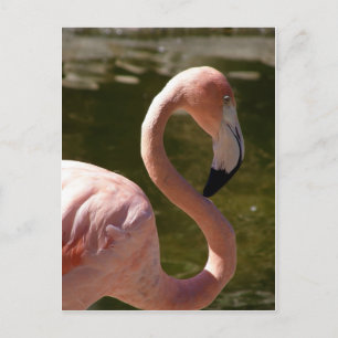 Postal ave flamingo rosa