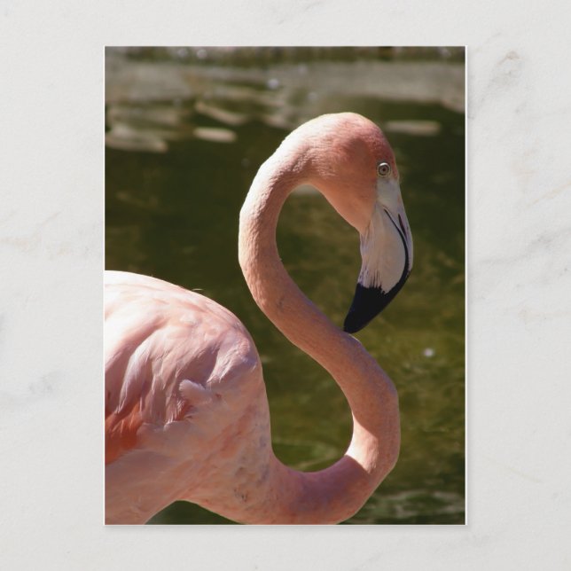 Postal ave flamingo rosa (Anverso)