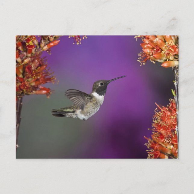 Postal Ave Humingbird, Archilochus alexandri, (Anverso)