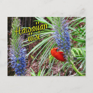 Postal Ave iwi hawaiana alimentándose de Lobelia grayana
