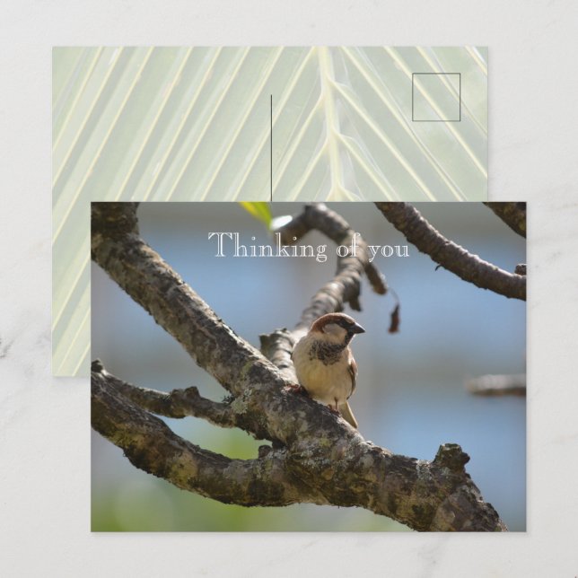 Postal Ave Kauai Hawaii en rama de árbol pensando en ti (Anverso / Reverso)