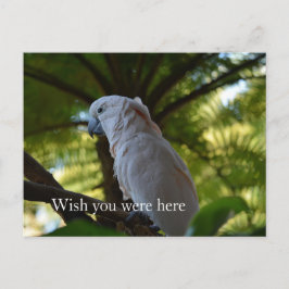 Postal Ave Kauai Hawaii en un árbol