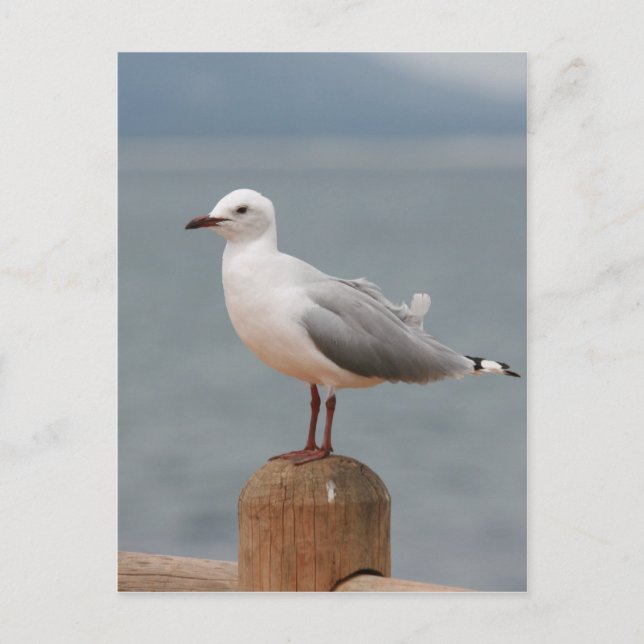 Postal ave marina (Anverso)