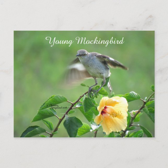 Postal Ave Mockingbird Hibiscus Postcard (Anverso)