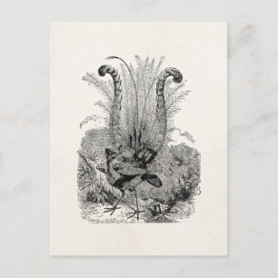 Postal Ave Personalizada Vintage - Aves Retro Lyrebird