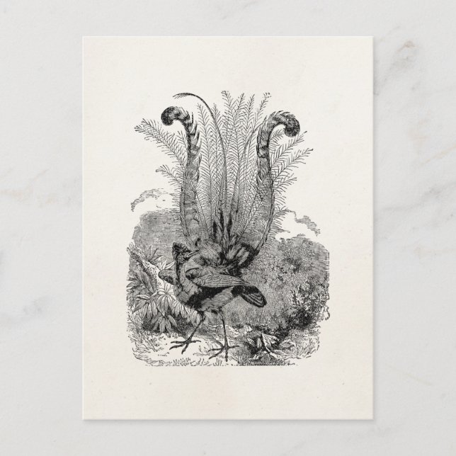 Postal Ave Personalizada Vintage - Aves Retro Lyrebird (Anverso)