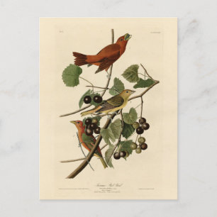 Postal Ave roja de verano (Tanager) Aves Audubon de Améri