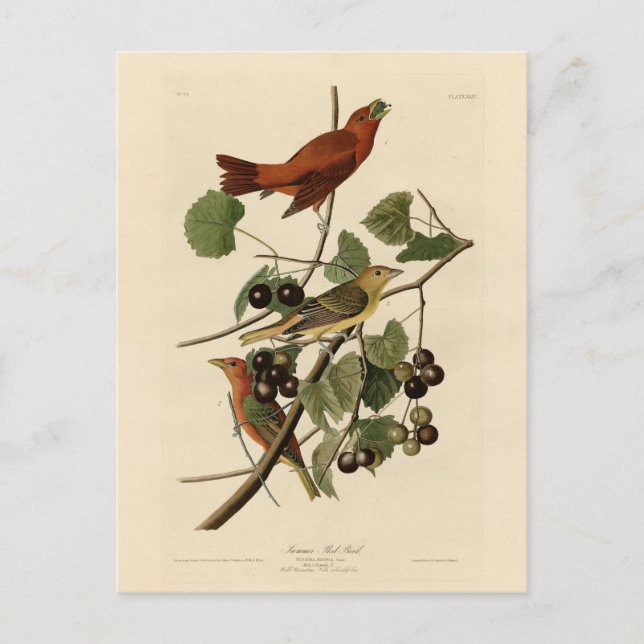 Postal Ave roja de verano (Tanager) Aves Audubon de Améri (Anverso)