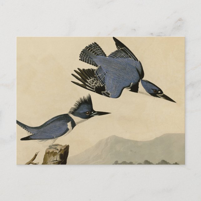 Postal Ave salvaje Audubon Belt Kingfisher (Anverso)
