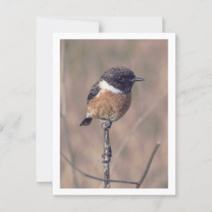 Postal Ave Stonechat de África