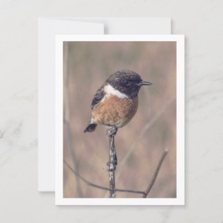 Postal Ave Stonechat de África