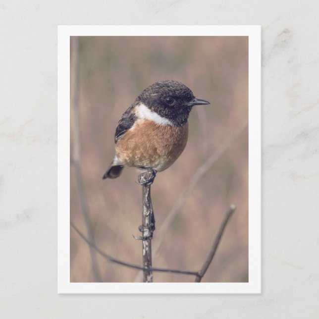 Postal Ave Stonechat de África (Anverso)