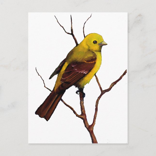 Postal Ave: Tanager occidental: Arte original (Anverso)