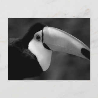 Postal Ave Tucano de B&W
