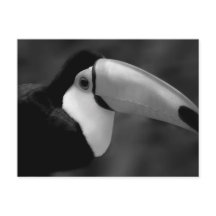 Ave Tucano de B&W