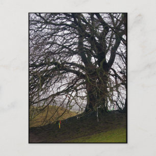 Postal Avebury Beech