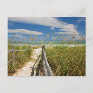 Postal Avena de mar Uniola paniculata) creciendo junto a