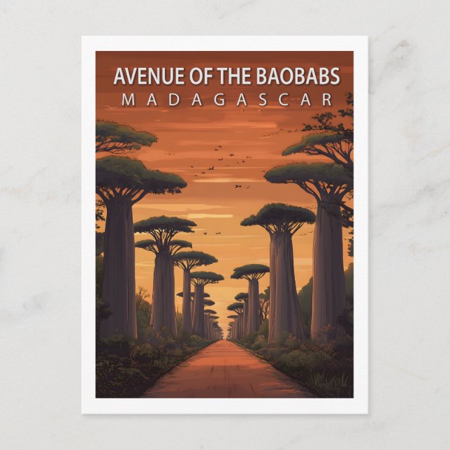 Postal Avenida Retro de los Baobabs Madagascar Naturaleza (Anverso)