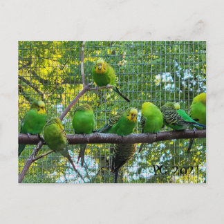 Postal Aves